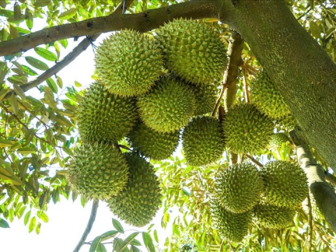 [ KHUYẾN CÁO ] Sử dụng thuốc bệnh hiệu quả để không ảnh hưởng đến mẫu trái