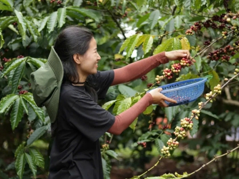 CẬP NHẬT TÌNH HÌNH THỊ TRƯỜNG CÀ PHÊ VIỆT NAM 